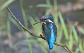 <p>LEDŇÁČEK ŘÍČNÍ (Alcedo atthis)</p>
